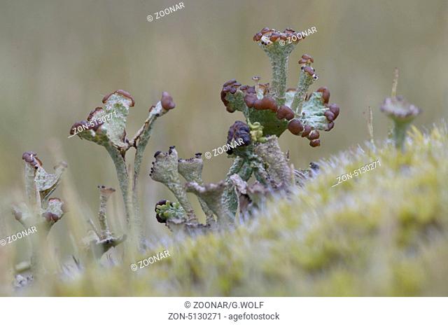 Echte Becherflechte (Cladonia pyxidata), Deutschland