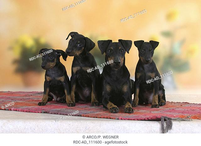 Manchester Terrier with puppies 8 weeks