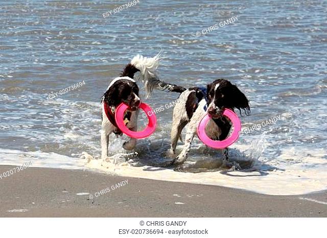 cute working type english springer spaniel playing in the sea