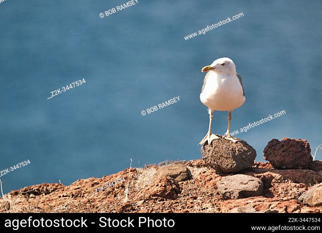 Seagull on a rock in Madeira island, Portugal