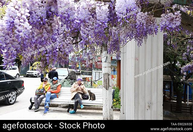 RUSSIA, REPUBLIC OF CRIMEA - MAY 12, 2023: People sit on bench by a blooming Wisteria that was planted in 1902, in the village of Simeiz