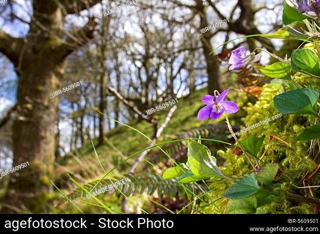 Wood violet (Viola riviniana) flowering, growing in oak woodland (Quercus sp.), Powys, Wales, United Kingdom, Europe