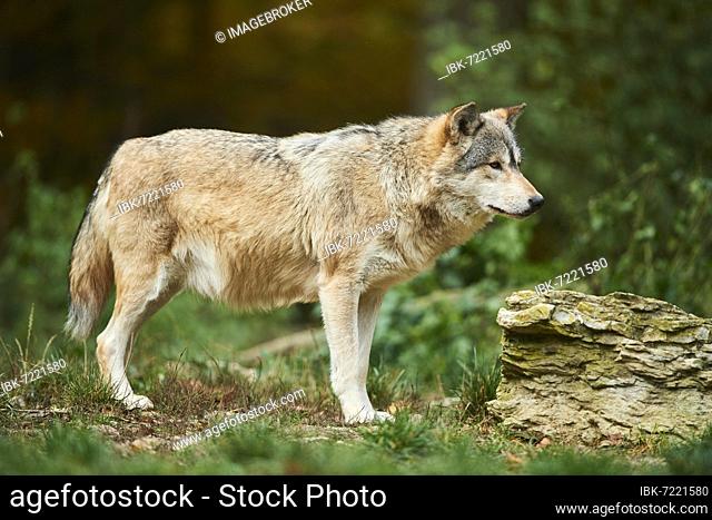 Eastern wolf (Canis lupus lycaon) standing on a field, Bavaria, Germany, Europe