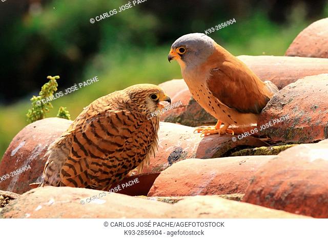 Pair of Lesser kestrels (Falco naumanni). Extremadura, Spain