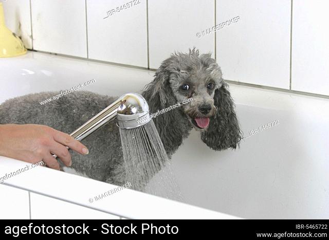 Toy Poodle, silver, being showered, dwarf poodle, silver, getting showered, showering, dog groomer, dog grooming, inside, bathtub, bathtub
