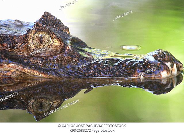 Un caiman (Caiman crocodilus). Parque Nacional de Corcovado, Peninsula de Osa, Costa rica