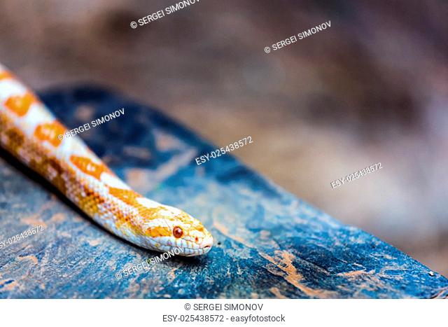 Albino Gopher Snake or Lambent albino python lying or crawling on stone