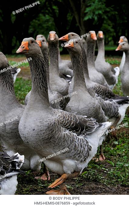France, Dordogne, flock of geese in the lashes of Montfort