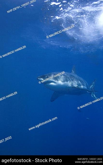 Diving with Great White Sharks, Carcharodon carcharias.   Date: 10/09/2005   Ref: ZB791-109207-0032  COMPULSORY CREDIT: Oceans Image/Photoshot