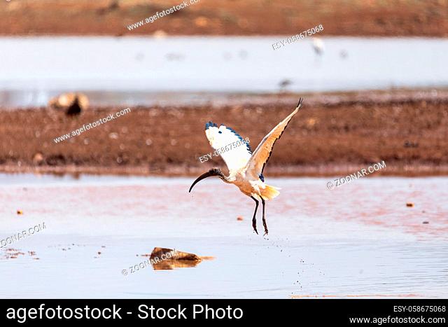 flying flock of African Sacred Ibis, Threskiornis aethiopicus. Common bird throughout the African continent. Ethiopia safari wildlife