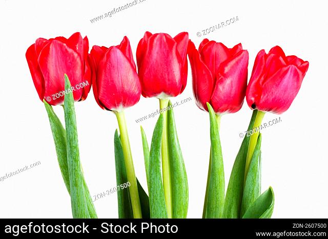 Five fresh red tulip isolated over white background
