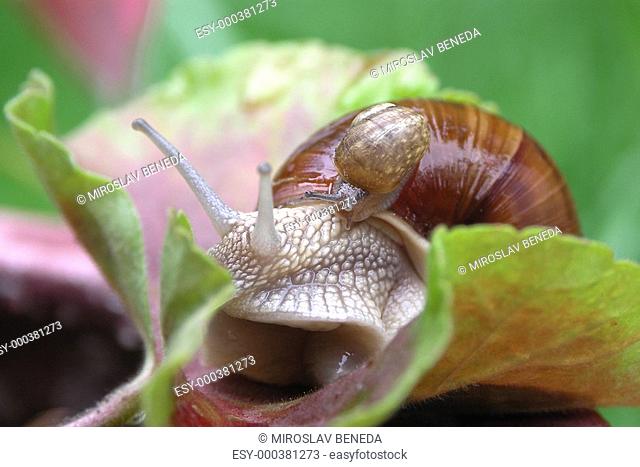 Small a big garden snail on leaf muscate
