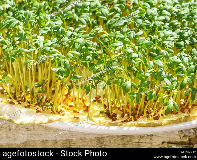 Garden cress (Lepidium sativum) is a fast-growing, edible herb that is botanically related to watercress and mustard, sharing their peppery