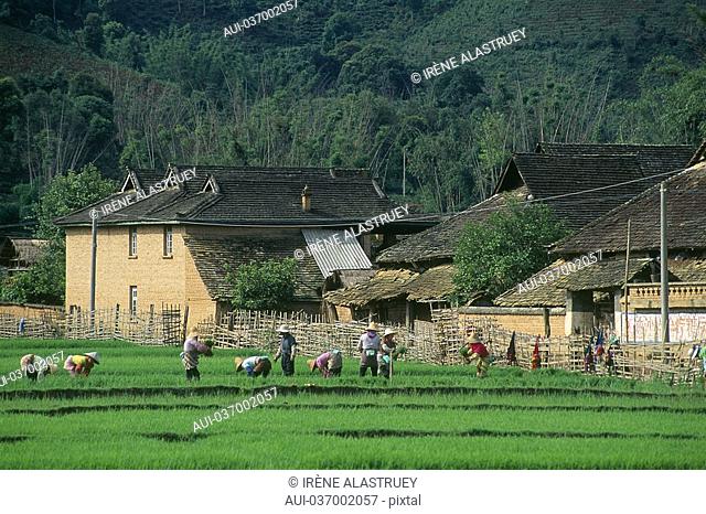 China - Yunnan - Xishuangbanna - Menghai - Rice field