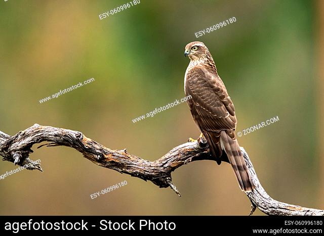 Sparrow hawk female (Accipiter nisus) sitting on a curved branch with a blurred forest background in Norway