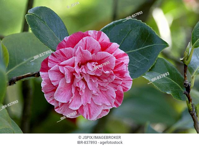 Japanese Camellia (Camellia japonica), blossom