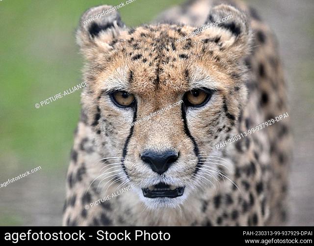 PRODUCTION - 13 March 2023, Thuringia, Erfurt: A cheetah in the outdoor enclosure at Thüringer Zoopark. With a colorful family program