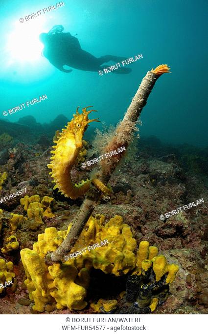 Long-snouted Seahorse hang on Feather Duster Worm, Hippocampus guttulatus, Spirographis spallanzani, Piran, Adriatic Sea, Slovenia