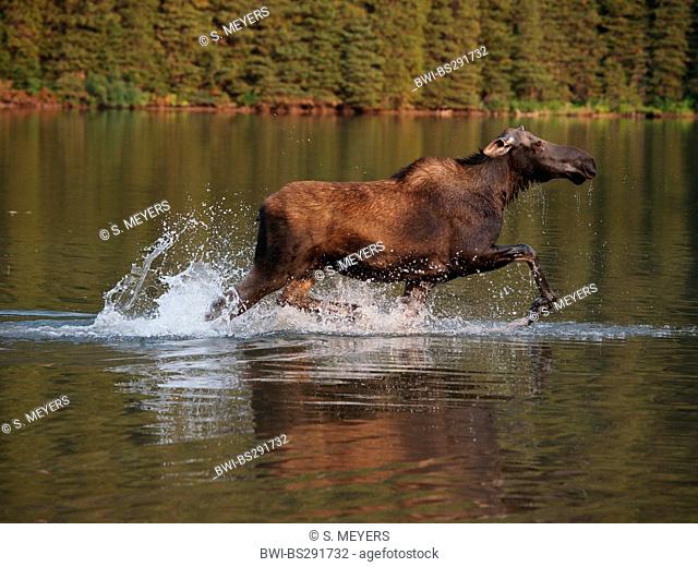 Canadian moose, Northwestern moose, Western moose (Alces alces andersoni, Alces andersoni), female in a lake, Canada, Waterton Lakes National Park