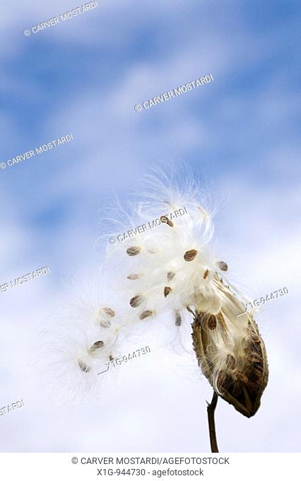 Cloudy sky with Common milkweed pod ASCLEPIAS SYRIACA, Butterfly flower, Silkweed with seeds dispersing, blowing in the wind