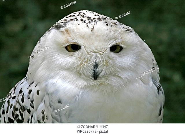 Snowy Owl, Nyctea scandiaca, Snowy Owl