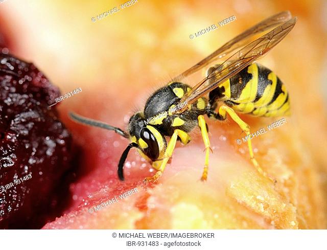 German or European Wasp (Vespula germanica) nibbling cake