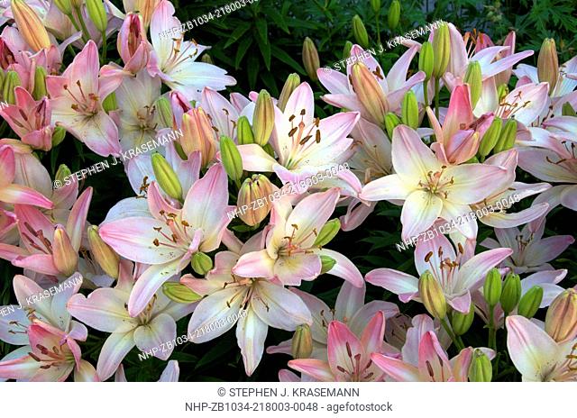 Blossoming domestic Asiatic Lillies in garden. Northern Ontario; Canada