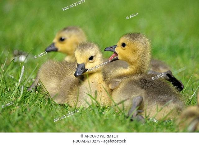 Canada Geese, goslings, North Rhine-Westphalia, Germany, Branta canadensis