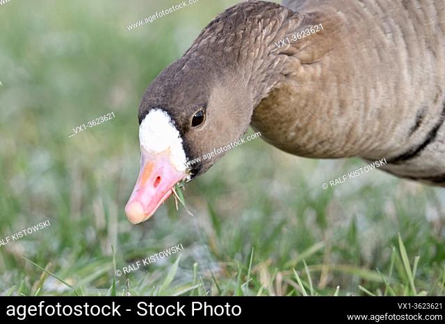 Greater White-fronted Goose / Blaessgans ( Anser albifrons ) in winter, feeding on frosty grass, detailed close-up, frontal view, wildlife, Europe