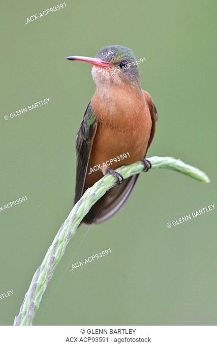 Cinnamon Hummingbird (Amazilia rutila) perched on a flower in Costa Rica