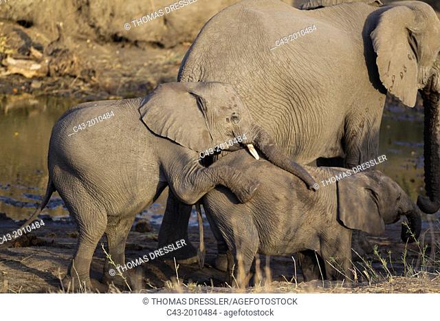 African Elephant (Loxodonta africana) - Two calves playing around at a waterhole and in the vicinity of their family. Kruger National Park, South Africa