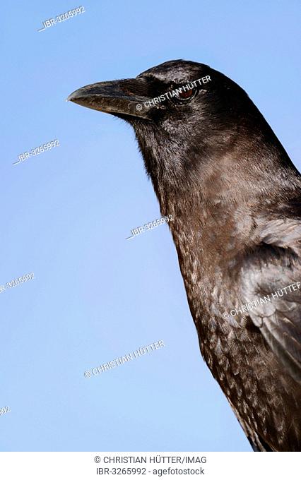 American Crow (Corvus brachyrhynchos), portrait