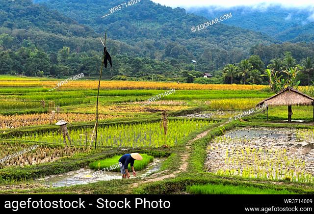 Landschaft mit Reisfeldern, Luang Prabang, Laos / Landscape with rice fields, Luang Prabang, Laos