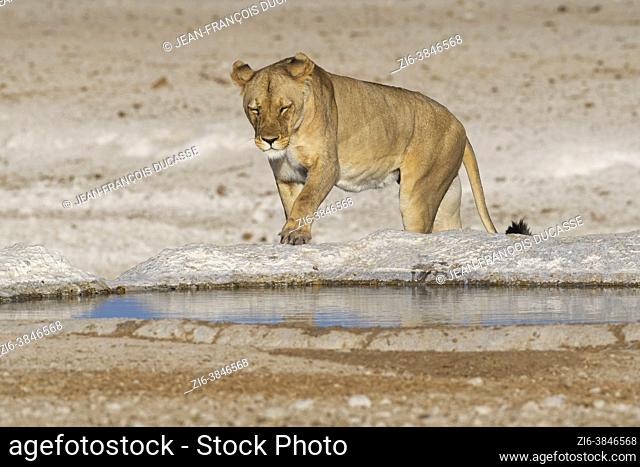 Lioness (Panthera leo), adult female, walking to the waterhole, Etosha National Park, Namibia, Africa
