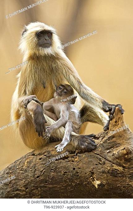 Mother feeding infant langur