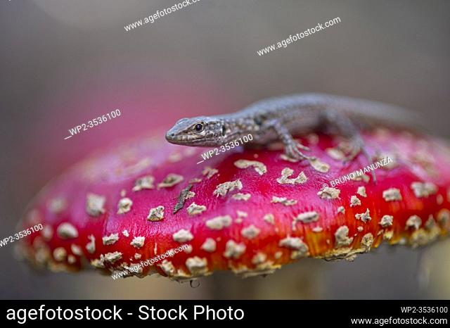 Fly agaric mushroom (Amanita muscaria) and Lizard (Podarcis sicula). Sardinia. Italy