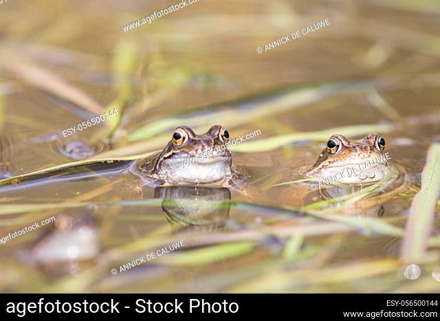 Common frog, toad, rana temporaria