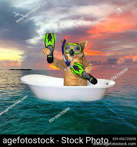 The beige dog diver with a mask, a snorkel and flippers is drifting in a bathtub in the open sea