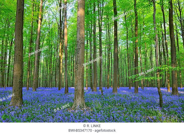 Atlantic bluebell (Hyacinthoides non-scripta, Endymion non-scriptus, Scilla non-scripta), Beech Forest with Bluebells in the Spring, Belgium, Brussels