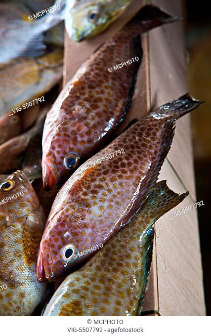 The morning FISH MARKET in KOTA KINABALU - SABAH, BORNEO, MALAYSIA - USA, 12/04/2014