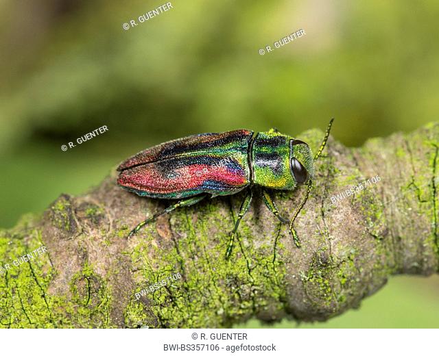 Jewel beetle, Wood-boring beetle (Anthaxia candens), male sitting on a branch, Germany