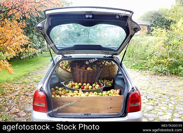 Germany, Schleswig-Holstein, Car boot full of apples