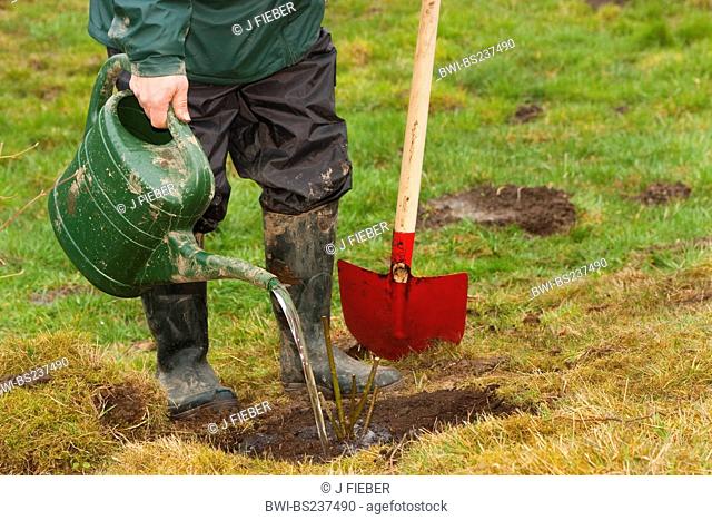 man planting a shrub, Germany, Rhineland-Palatinate