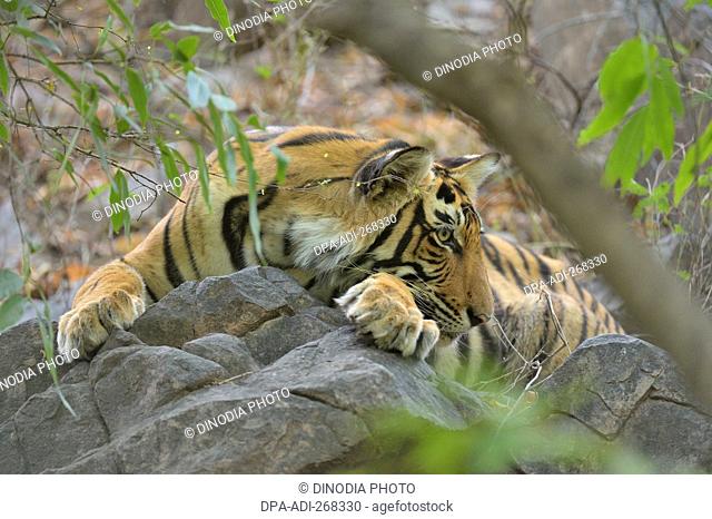 tiger in Ranthambhore national park, rajasthan, India, Asia