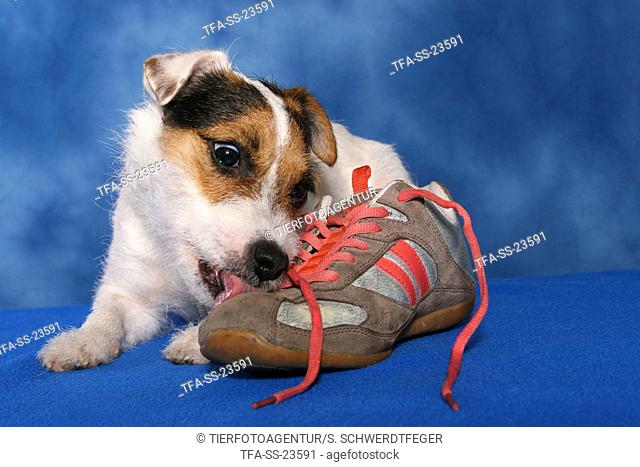 Parson Russell Terrier with shoe