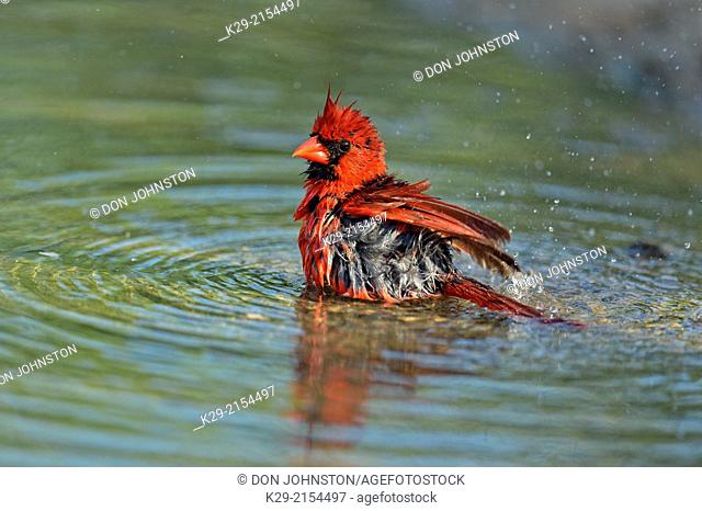 Northern Cardinal (Cardinalis cardinalis) Male bathing, Rio Grande City, Texas, USA