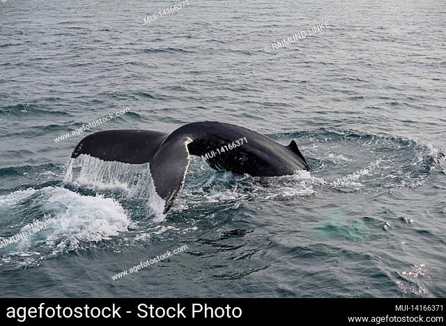 humpback whale, megaptera novaeangliae
