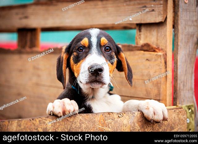 Portrait of sad dog puppy in shelter behind fence waiting to be adopted