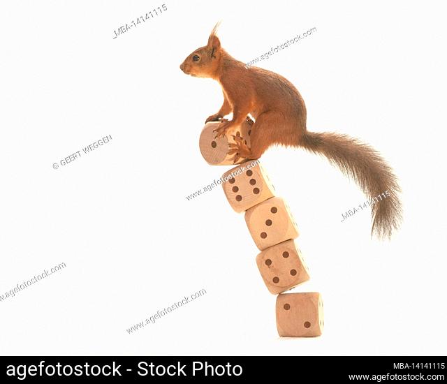red squirrel is falling with big dices