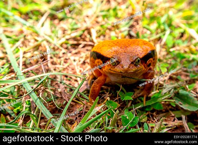One large orange frog is sitting in the grass